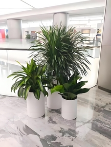 宁波海曙绿化养护方案